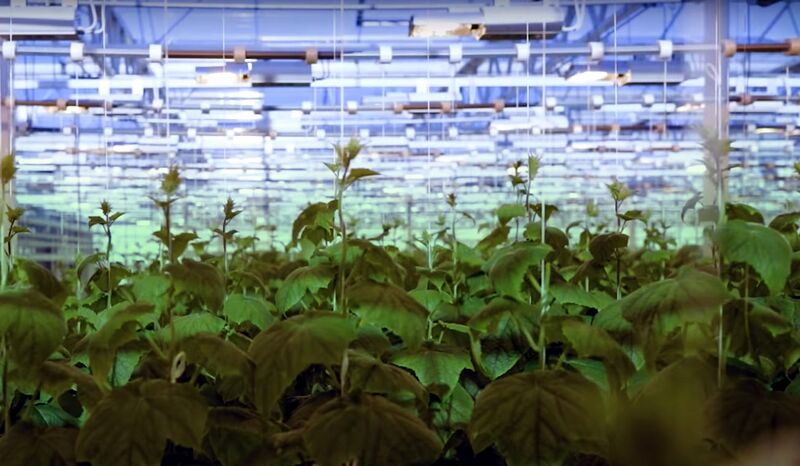 File:Greenhouse in Närpes.jpg