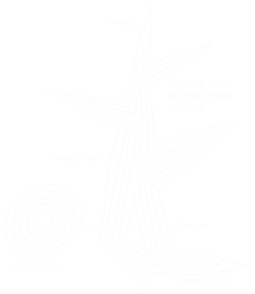 File:Tree secondary growth diagram.svg