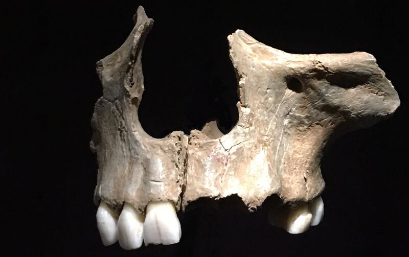 File:Cannibalised maxilla.jpg