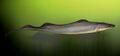 Thumbnail for version as of 08:24, 1 February 2024