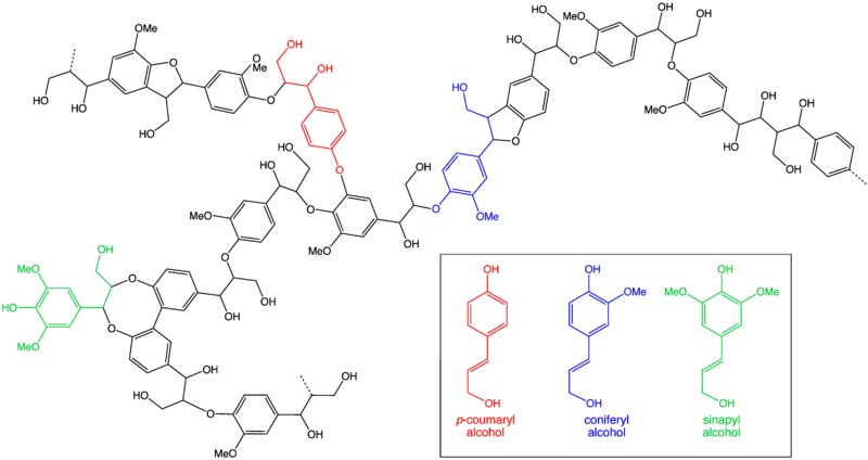 File:Lignin.png